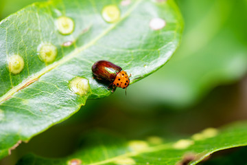 Dotted-head Acacia Beetle also known as Calomela maculicollis