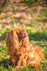 Cavalier King Charles Spaniel dog male dog in Ruby