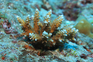 Fototapeta na wymiar Close up of new grown Acropora coral