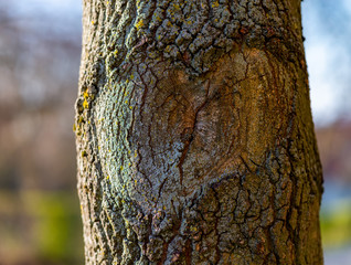 Herz Rinde Baum Symbol alt verwachsen Struktur Sonne Liebe einritzen Schnitzen Borke Moose Flechten...