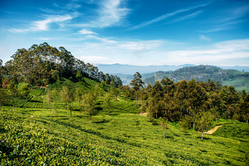 Beautiful view of tea plantation near Haputale, Sri Lanka. Landscape of green fields of tea with mountains on background. Lipton's Seat.