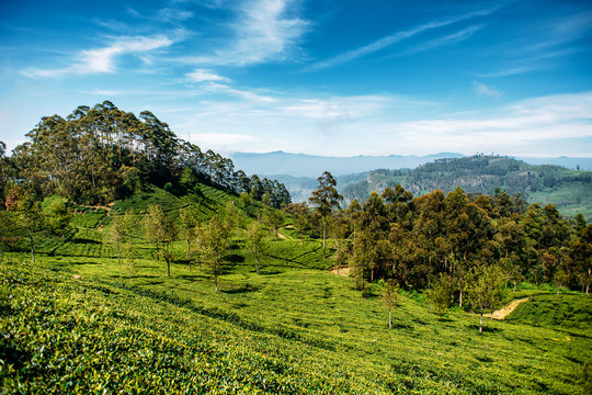 Beautiful view of tea plantation near Haputale, Sri Lanka. Landscape of green fields of tea with mountains on background. Lipton's Seat.