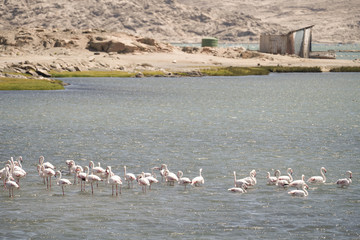 L&uuml;deritz Flamingo