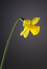 eine gelbe Narcisse isoliert und close up