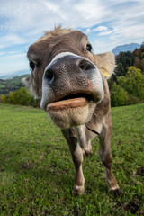 A curious young cattle