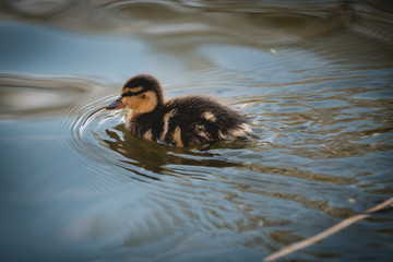 Ducklings at sunset