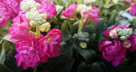 Close-up of flower bed with blooming flowers and buds of terry pink levkoy Matthiola incana,or double-flowered hoary stock,among dense foliage in garden on sunny day.Selective focus on one of flowers