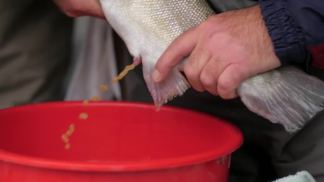 Worker in fish hatchery manually stripping trout, eggs flowing out, closeup