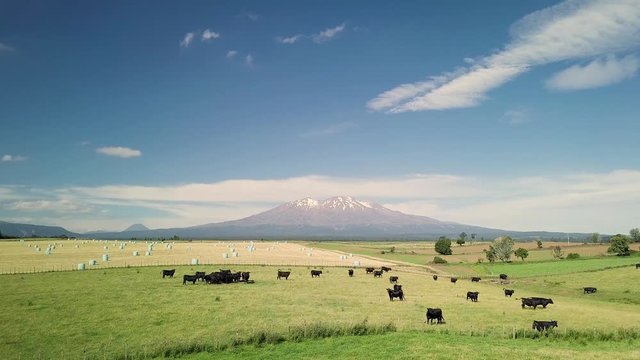 Stunning view of Mount Ruapehu and vast green fields with farm cows grazing under bright blue skies in North Island, New Zealand - wide shot