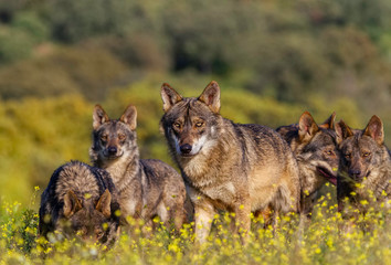 Familia de lobos