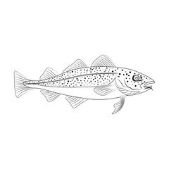Codfish fish, organic sea fish illustration outline