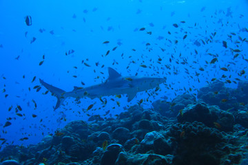 Fototapeta na wymiar Grey reef shark