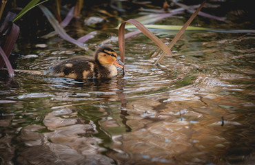Ducklings at sunset