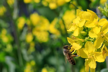 꿀벌과 유채꽃