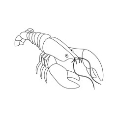 Lobster delicacy seafood organic delicious vector illustration outline