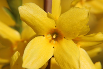 yellow flower macro