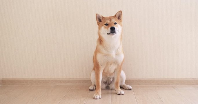Portrait of a japanese dog. A cute shiba inu dog is looking at the camera. 