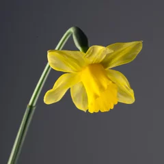 Foto auf Acrylglas eine gelbe Narcisse isoliert und close up © janvier