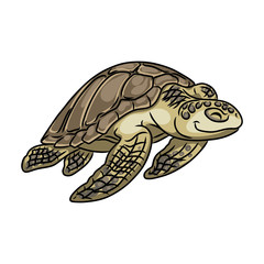 Obraz premium Turtle vector icon.Cartoon vector icon isolated on white background turtle.
