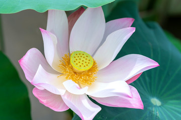 Close up of lotus flower blooming on spring morning. Buddhist flowers, bright and pure