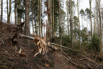 Storm damage storm low Petra 4229