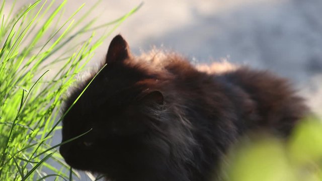 black cat eats grass at sunrise