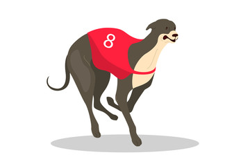 Fototapeta na wymiar Running purebred dog in coursing dress. Dog racing concept.