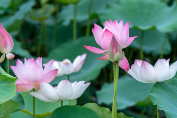 Close up of lotus flower blooming on spring morning. Buddhist flowers, bright and pure