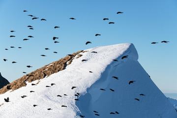 Swarm of jackdaws on snowy mountain peak against a blue sky.