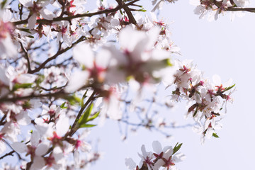 View of a flowering apricot branch on a sunny day against a blue sky. Plant concept, landscape, background.