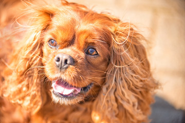 Naklejka premium Cavalier King Charles Spaniel dog male dog in Ruby