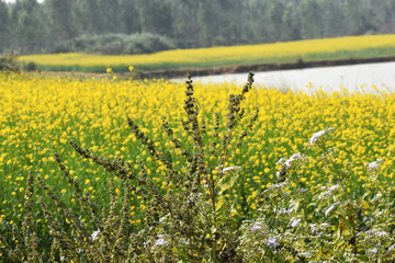 Obraz premium Unwanted plant grows in front of a mustard field