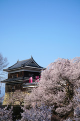 Naklejka premium 上田城址公園の桜