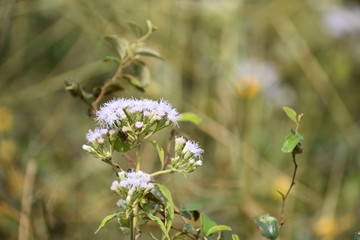 closeup image of a commonly found pink flower