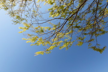 파란 하늘과 느티나무잎이 보이는 아름다운 풍경