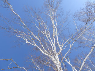 Fototapeta na wymiar white birch branches against the blue sky
