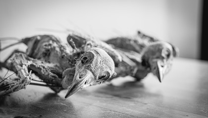 Dead mummified jackdaw carcasses