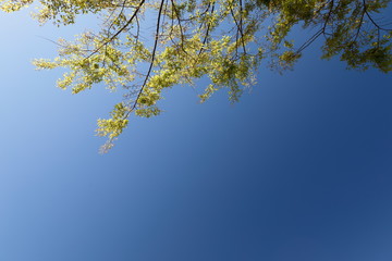 파란 하늘과 느티나무잎이 보이는 아름다운 풍경