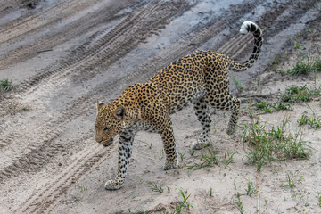 close up of leopard hunting in savuti national park botswana