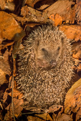 portrait d'un mignon hérisson en boule dans des feuilles d'Automne  