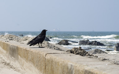 lonely bird