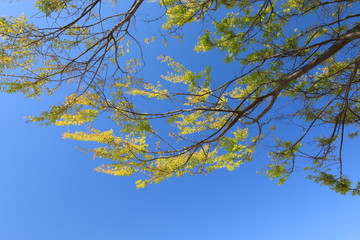 파란 하늘과 느티나무잎이 보이는 아름다운 풍경