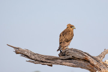 snake eagle in tree in botswana
