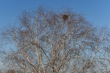 A magpie nests high on the branches of a birch
