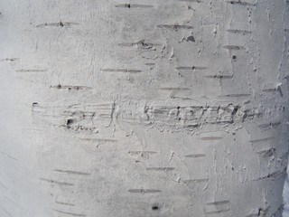 birch bark close up