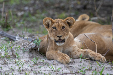 Fototapeta na wymiar lion cub in the grass on safari in botswana