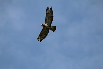 common buzzard is looking for food