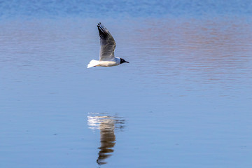 Naklejka premium The seagull flies above the sea surface and is reflected in the water