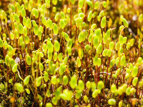Macro of mossy forest floor - pohlia or bryum moss green spore capsules on red stalks. Pohlia nutans in gold light. Vintage blurred abstract background in yellow colors. Selective focus.