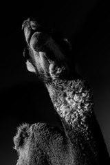 Dromedary (camel) against dark background.